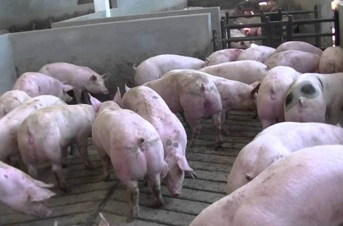 La exportación de carne y elaborados del porcino español siguió  en nivel récord en el primer trimestre