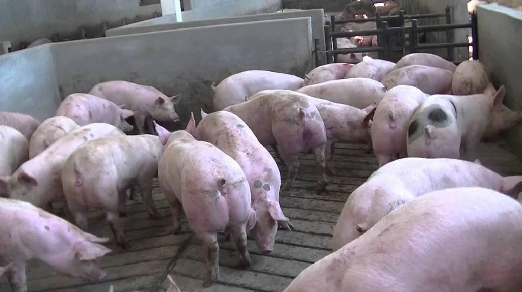 La exportación de carne y elaborados del porcino español siguió  en nivel récord en el primer trimestre
