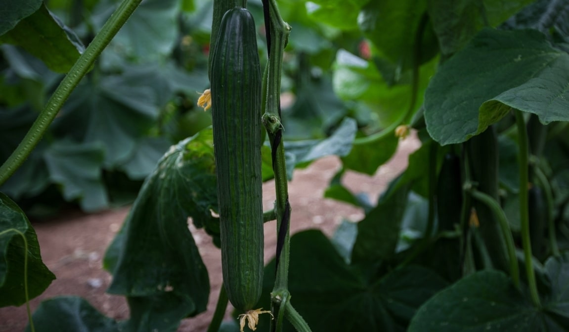 Semillas Fitó completa su oferta de pepino con Tejo