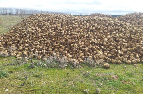 COAG aboga por actualizar el AMI ante el próximo fin de las cuotas de producción de remolacha azucarera