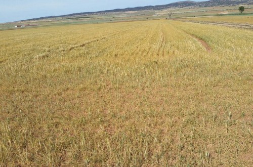 Más de 200 M€ de indemnización del seguro agrario por los daños en cereales de invierno y leguminosas