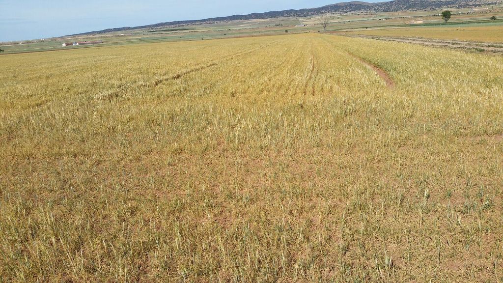 Más de 200 M€ de indemnización del seguro agrario por los daños en cereales de invierno y leguminosas