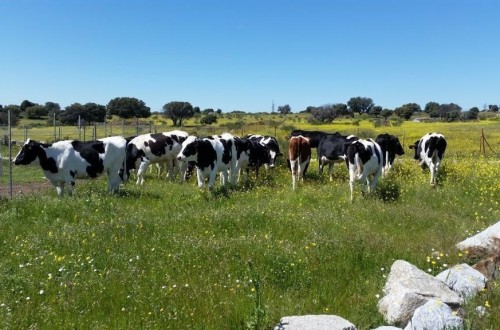 El precio medio de la leche de vaca en origen en España se alejó en abril aún más de la media de la UE
