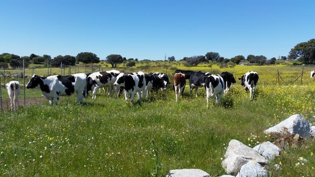 Aumentan las entregas de leche de vaca, con precios sin apenas variación en abril