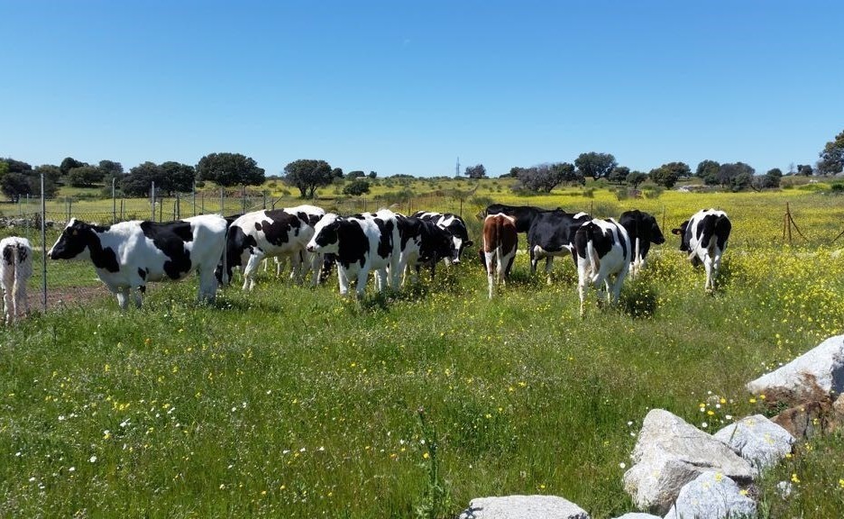 El precio medio de la leche de vaca en origen en España se alejó en abril aún más de la media de la UE