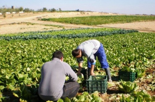 El apoyo a los jóvenes agricultores debería estar mejor orientado para favorecer el relevo generacional en el campo