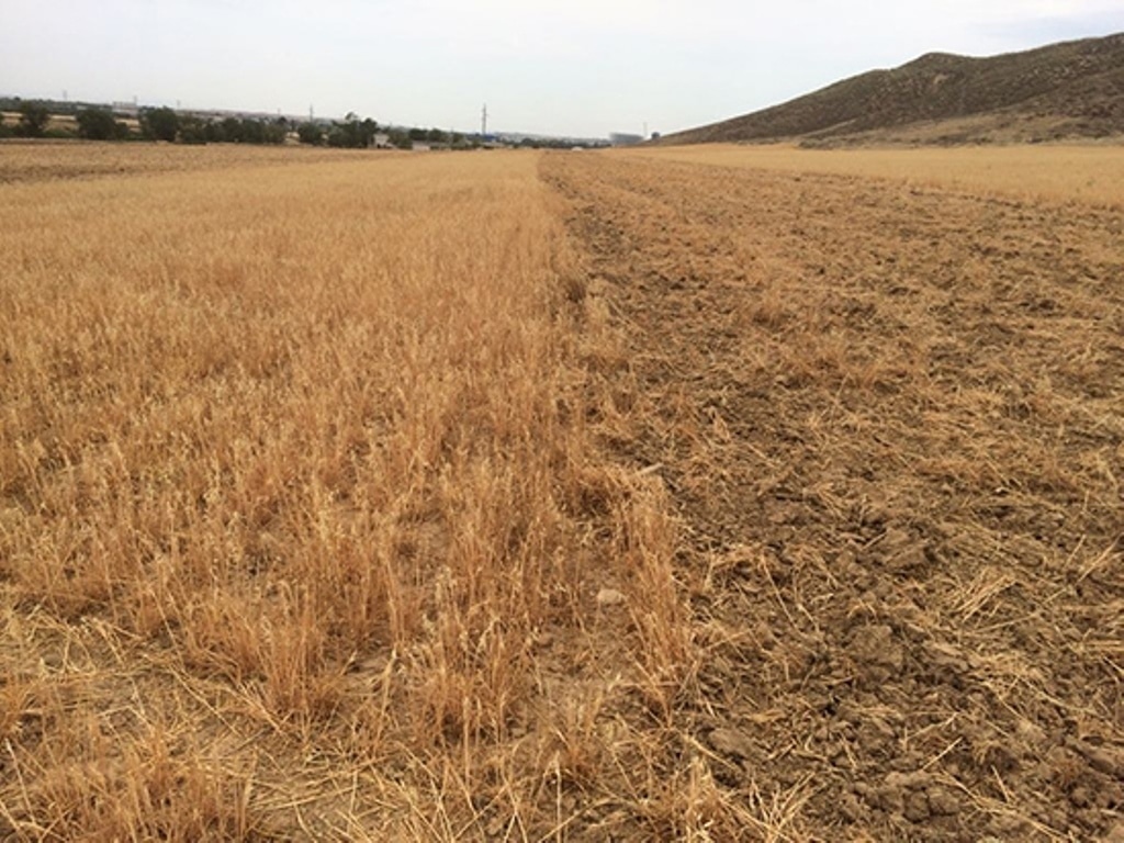 UPA y Agroseguro se enfrentan por una cláusula que reduce la indemnización en el seguro de cereales