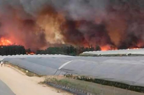 Indignación contra los que acusan a los agricultores de provocar el incendio del entorno de Doñana en Huelva