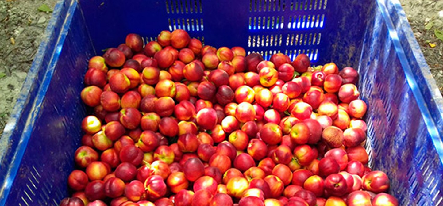 Agricultura abre un cupo para transformar en zumo fruta de hueso retirada del mercado