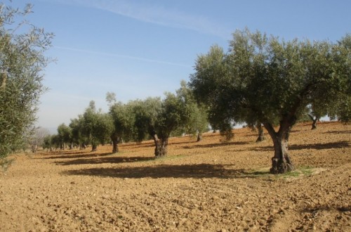 Las salidas de aceite de oliva al mercado se recuperan, con alrededor de 124.000 t en mayo pasado