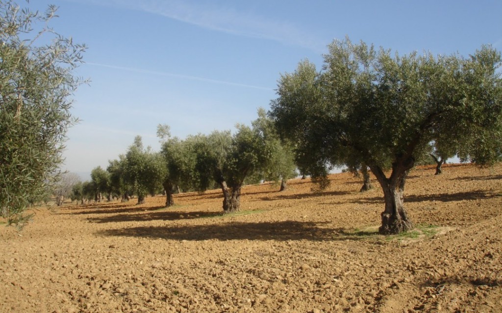 Las salidas de aceite de oliva al mercado se recuperan, con alrededor de 124.000 t en mayo pasado