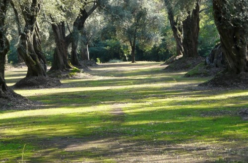 Las importaciones de aceite de oliva de la UE bajaron un 12% en la primera mitad de la campaña 2016/17