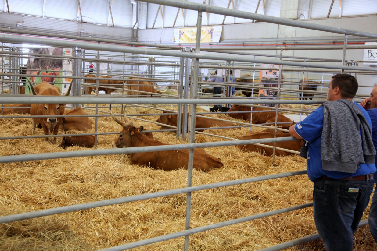 Las razas gallegas en peligro de extinción estrenan sello en la Semana Verde de Galicia