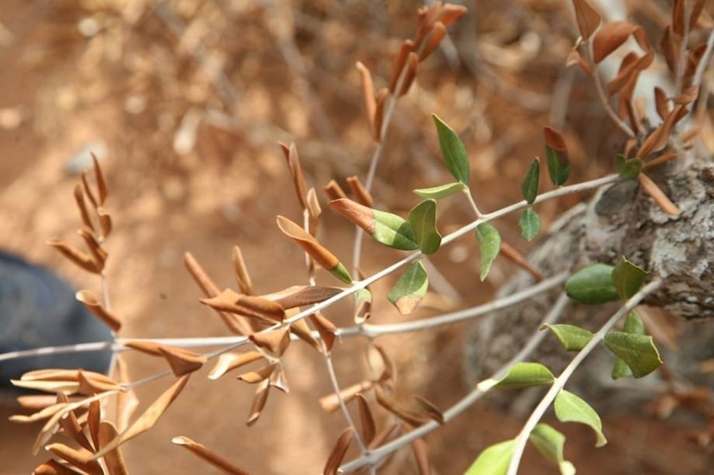 La Xylella fastidiosa da el “salto” a la Península, en una parcela de almendros de la Marina Baixa alicantina