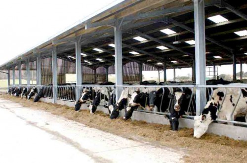 Las entregas de leche de vaca subieron en mayo, pero no el precio al ganadero