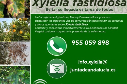 Andalucía refuerza la prevención para atajar la hipotética presencia de la Xylella en el  olivar