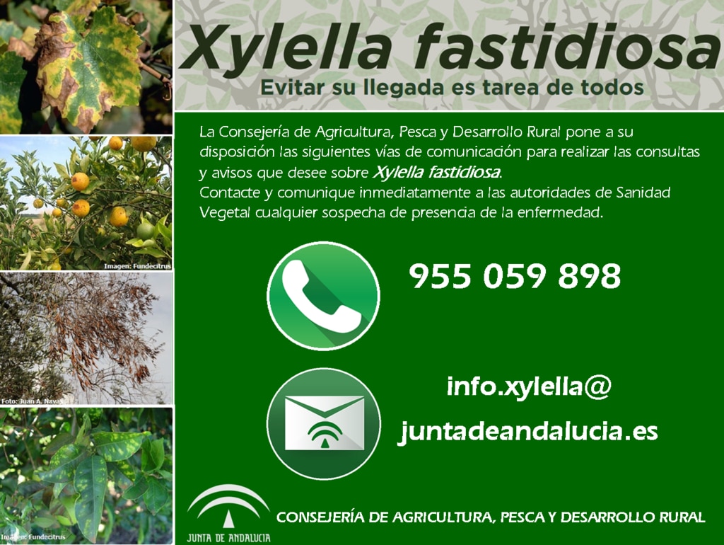 Andalucía refuerza la prevención para atajar la hipotética presencia de la Xylella en el  olivar