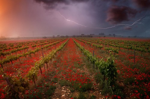 La sostenibilidad de la agricultura y la ganadería, protagonista de las imágenes ganadoras de FotoRural 2017