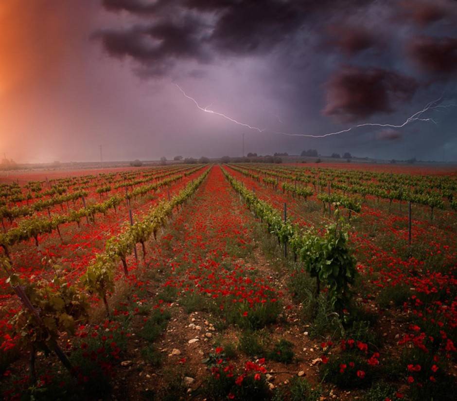 La sostenibilidad de la agricultura y la ganadería, protagonista de las imágenes ganadoras de FotoRural 2017