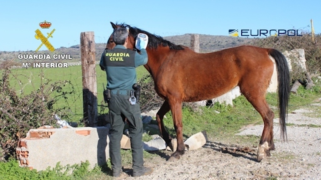 El Seprona desmantela una red de venta en Europa de carne de caballo no apta para el consumo