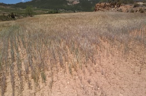 Más de 470 M€ de indemnizaciones por la elevada siniestralidad del sector agrario en 2017