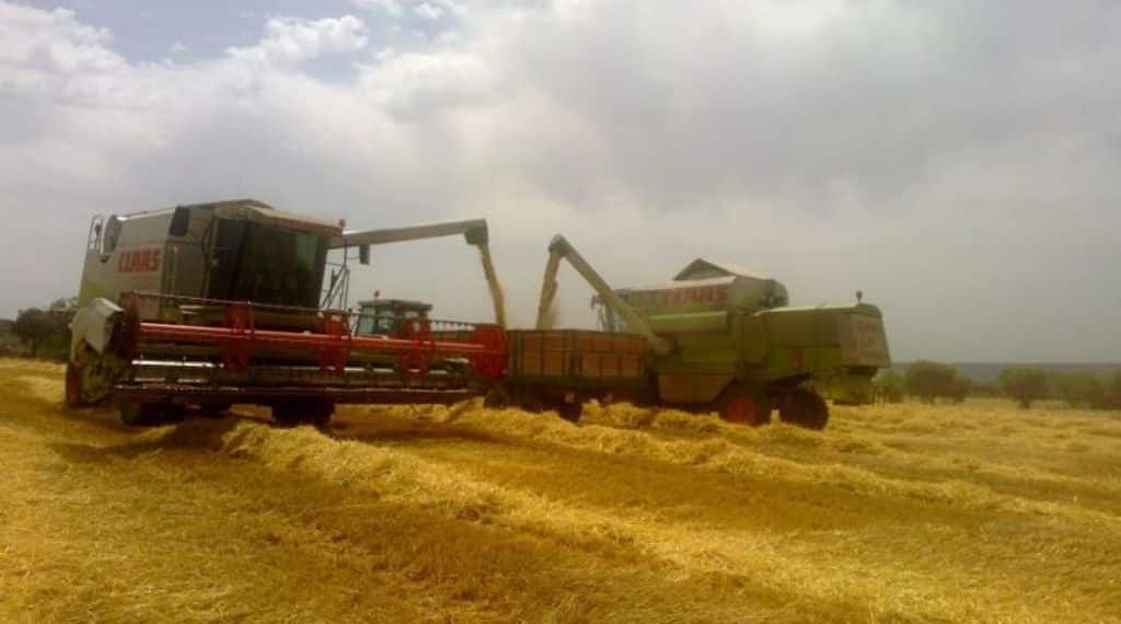 El COPA-Cogeca prevé estabilidad y 298 Mt de cereales en la UE en la campaña 2017/18