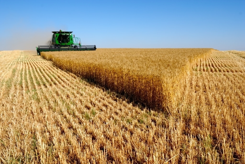 El  Mapama prevé  unos 7 Mt menos de cosecha de cereal de invierno que en la campaña anterior