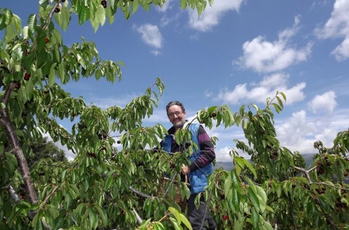 Inspectores de Tailandia se interesan por la cereza de Aragón y Extremadura