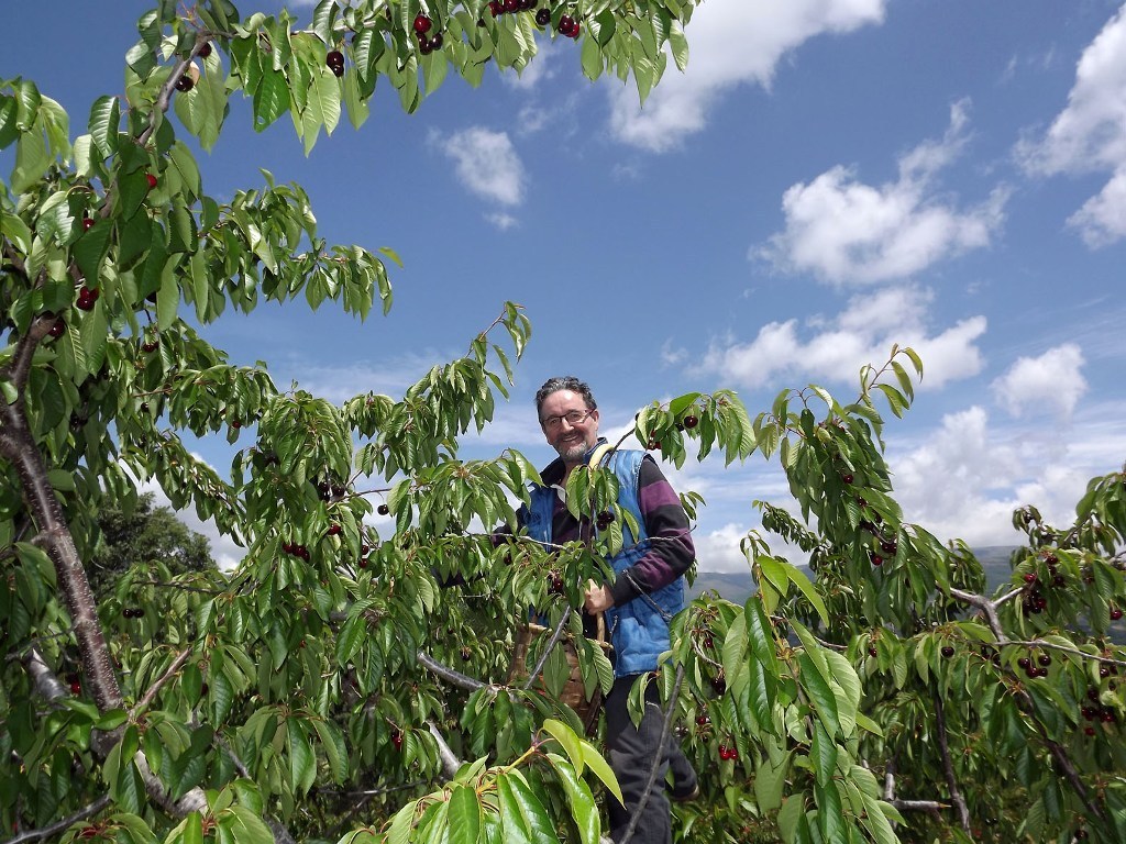 Inspectores de Tailandia se interesan por la cereza de Aragón y Extremadura