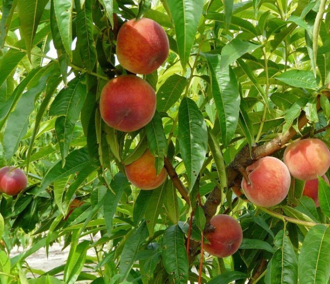 COAG acusa a las comercializadores de vender sin precio, ni contrato la fruta de verano a la distribución europea