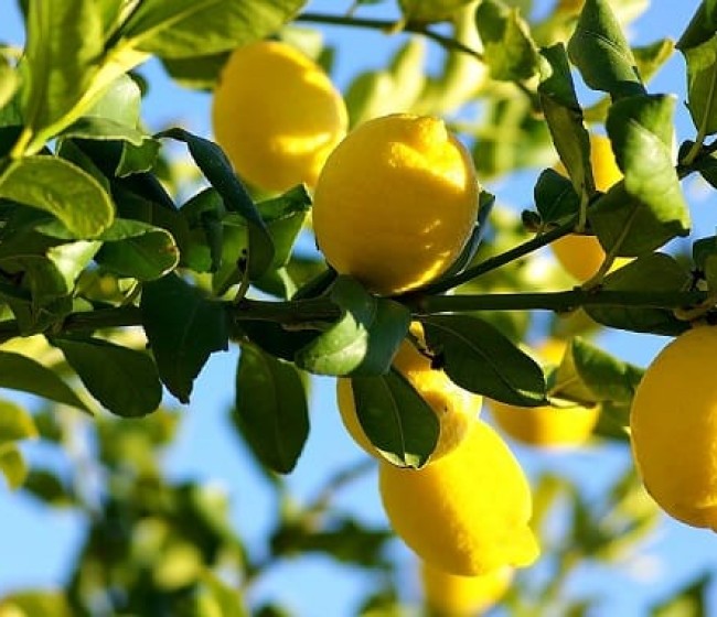 Ailimpo prevé una próxima campaña del limón similar a la de la actual