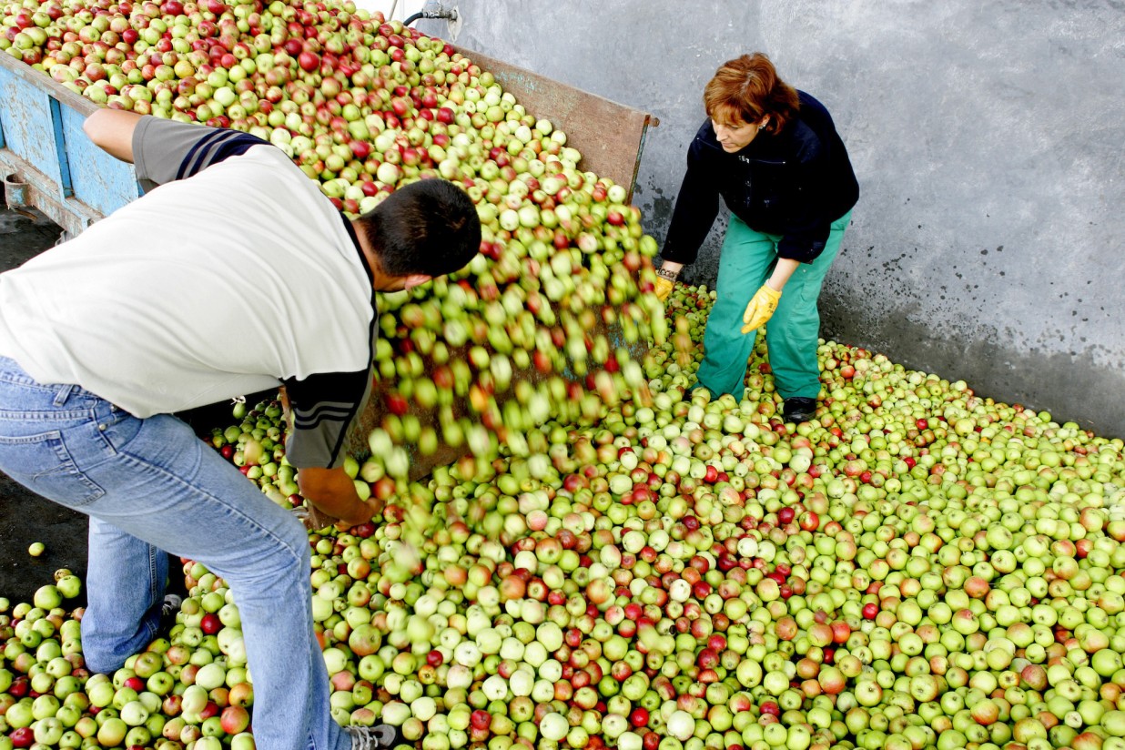 El Consorcio italiano VOG estima una menor cosecha europea de manzana