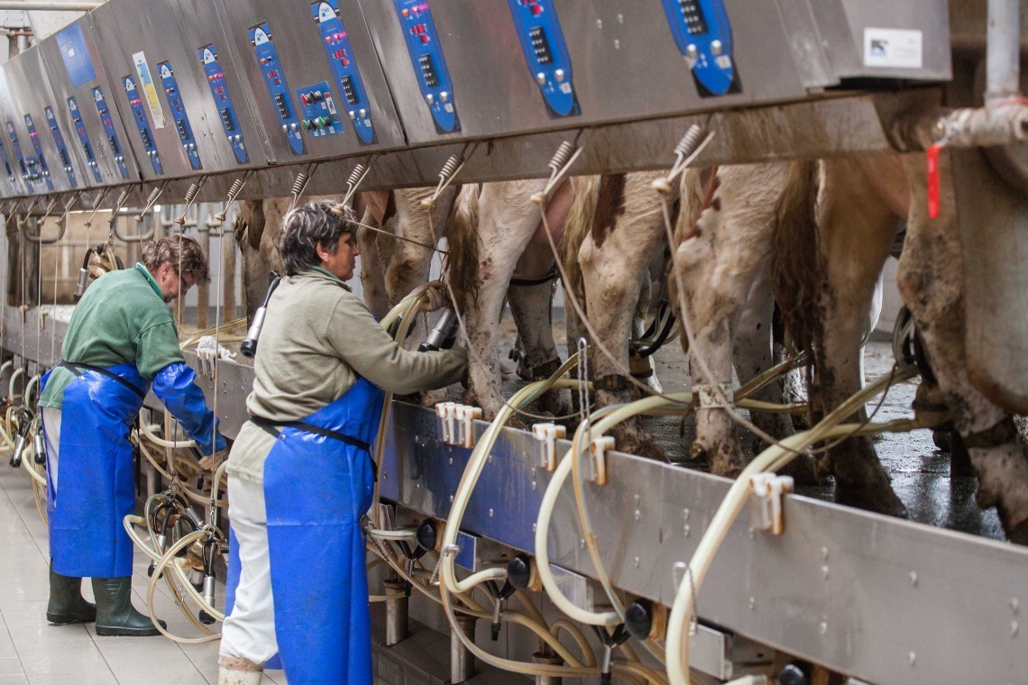 Bruselas califica de éxito el plan de apoyo que recortó 834.000 t de producción de leche de vaca
