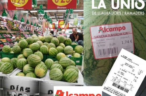 La Unió denuncia que la gran distribución arrastra por debajo de costes los PVP de la sandía