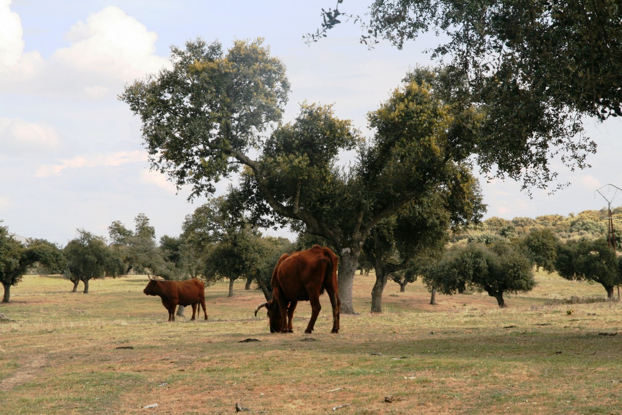 Agroseguro abona 25 M€ por pérdidas de pastos en el primer semestre