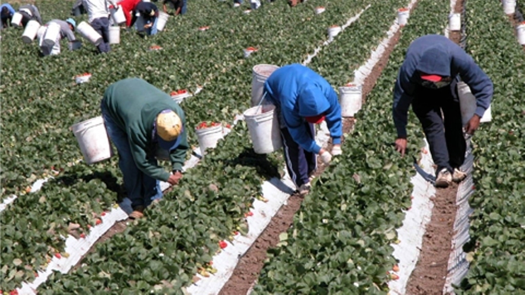 Sube el paro, baja la afiliación en el sector agrario en junio por la sequía y el fin de algunas campañas