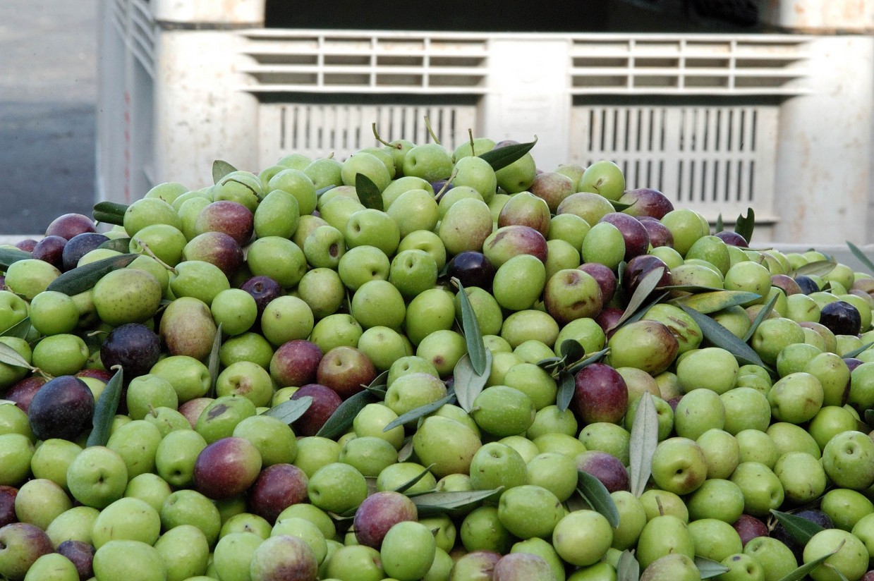 Asemesa rechaza las acusaciones de prácticas especulativas contra las empresas aceituneras