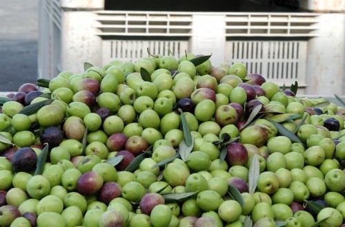 Asemesa rechaza las acusaciones de prácticas especulativas contra las empresas aceituneras