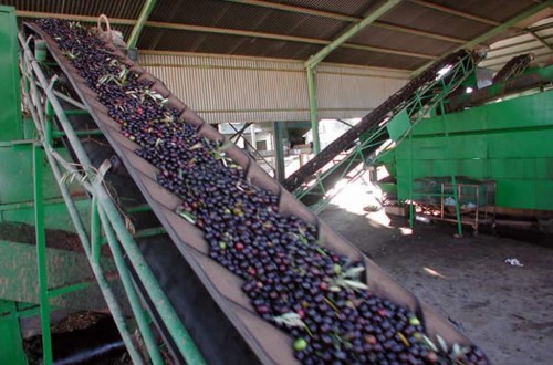 Mapama, sector y CC.AA. buscan soluciones ante la pérdida parcial de competencias de la AICA