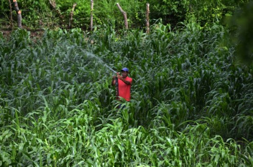 El índice de precios de los alimentos básicos de la FAO volvió a subir en junio por lácteos y cereales