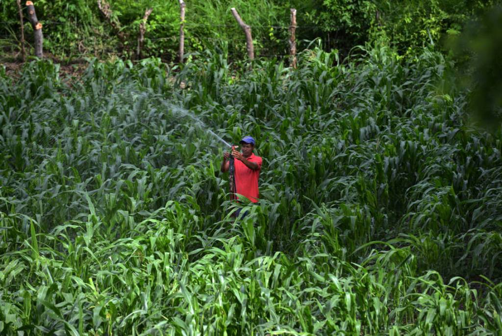 El índice de precios de los alimentos básicos de la FAO volvió a subir en junio por lácteos y cereales