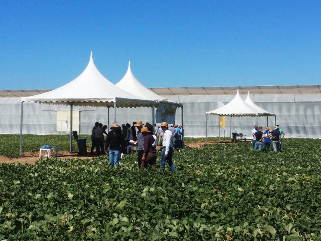 Bayer presenta nuevas resistencias a insectos vectores en melón y una línea de sandía mini para ecológico