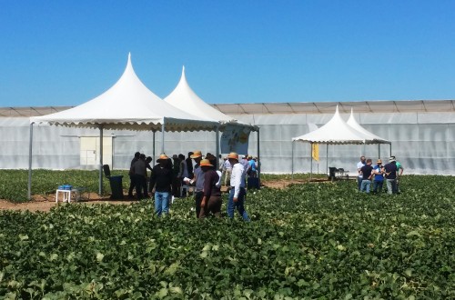Bayer presenta nuevas resistencias a insectos vectores en melón y una línea de sandía mini para ecológico
