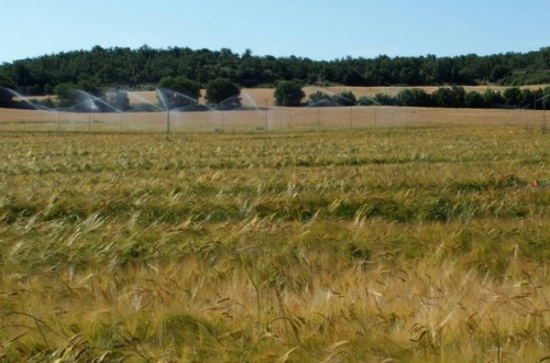 Cuándo hay que dejar de regar la cebada o el trigo