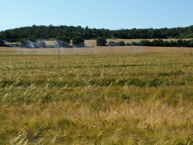 Cuándo hay que dejar de regar la cebada o el trigo