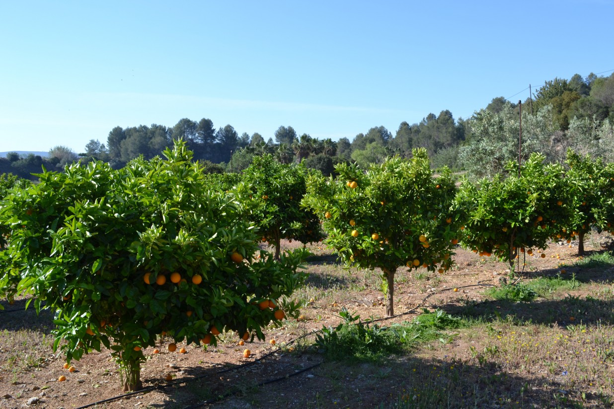 AVA-ASAJA calcula una disminución del 27% en la futura cosecha valenciana de cítricos