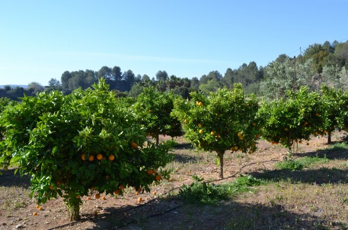 AVA-ASAJA calcula una disminución del 27% en la futura cosecha valenciana de cítricos
