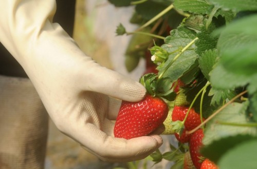 La fresa onubense facturó casi 455 M€ en 2016/17, un 15% más que en la campaña anterior