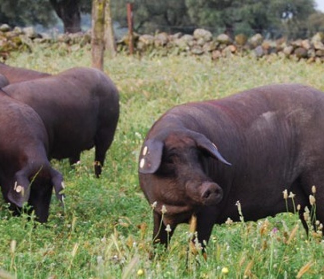 Solo el 15% de los cerdos ibéricos de bellota producidos España son amparados por una DOP