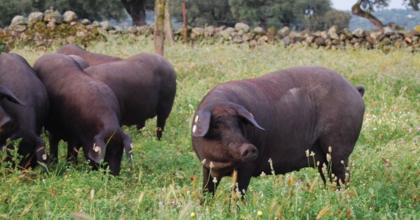 Solo el 15% de los cerdos ibéricos de bellota producidos España son amparados por una DOP